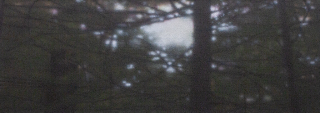 blurry forest and trees